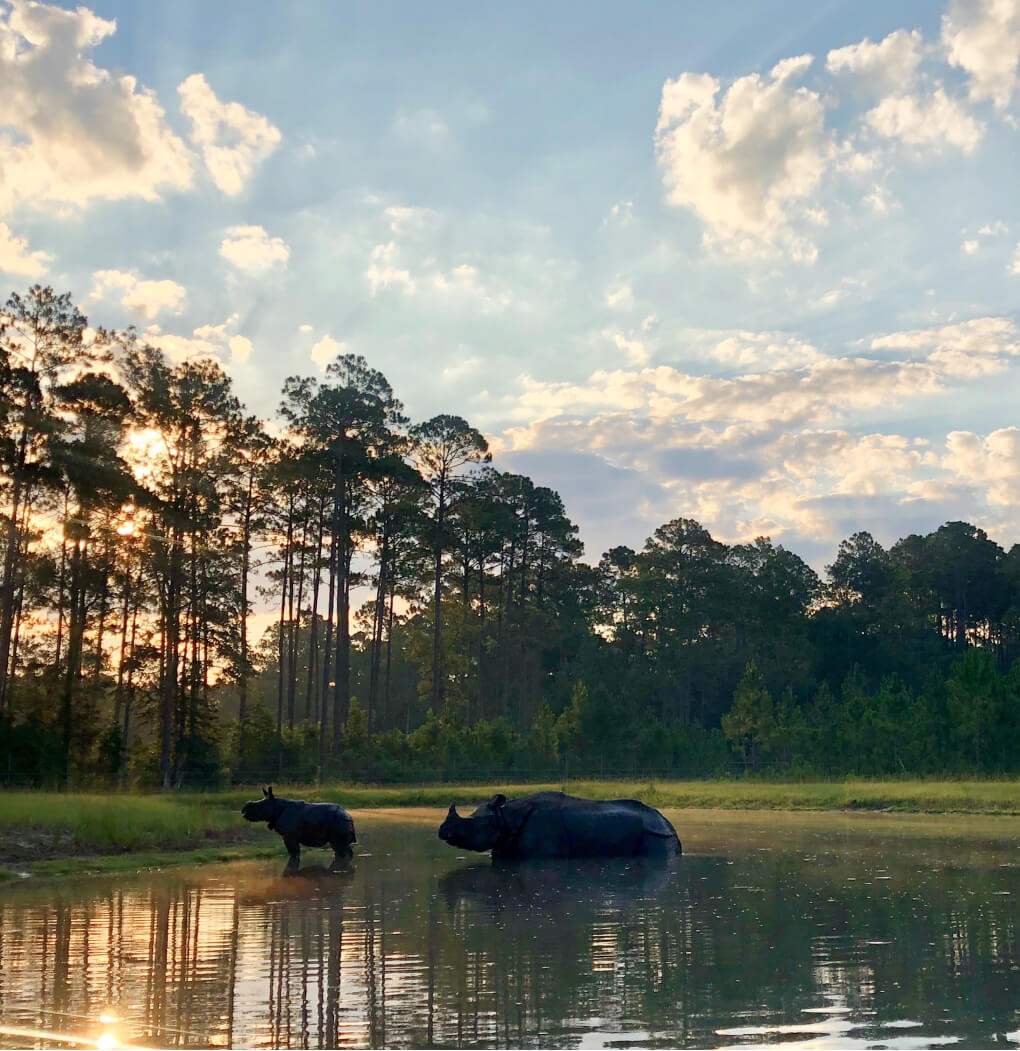 A rhinoceros and its baby calf coming out of the water, with tall beautiful trees around them