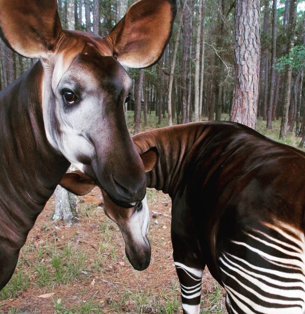 Two Okapi animals, also known as a forest giraffes, in the forest looking straight into the camera