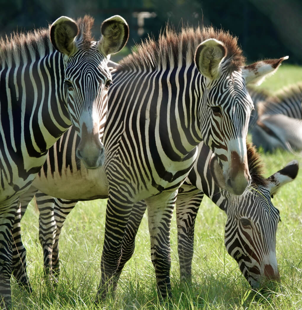Up Close view of a group of Zebras in a field at the white oak conservation