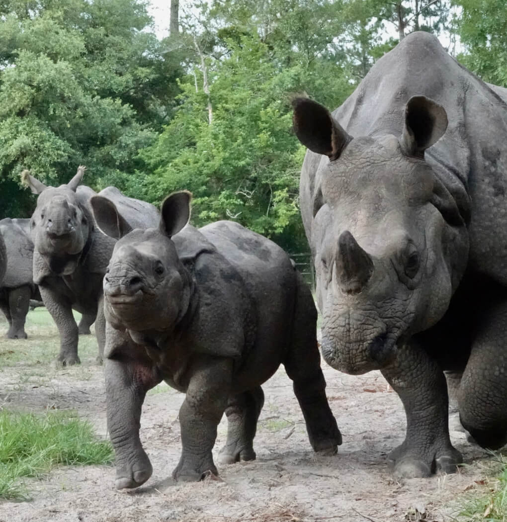 A group of rhinoceros surrounded by trees at the white oak conservation